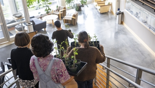 View from the back of several students walk down a wooden staircase while they carry flat boxes of plant sprouts. They are in a brightly lit building with tall windows and lots of plants.