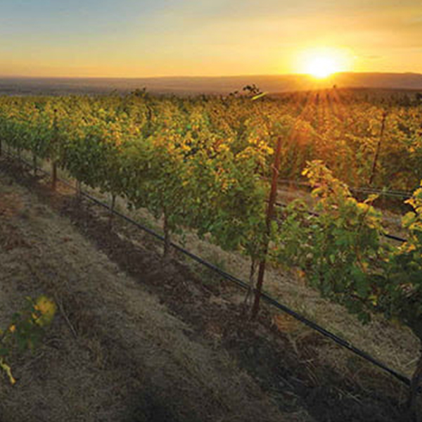 Rows of grape vines in the glow of a sunset in the background.