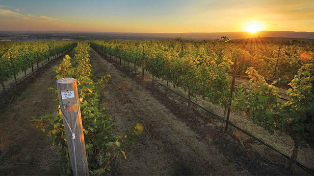 Rows of grape vines in the glow of a sunset in the background.