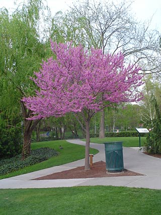 Rosebud near Prentiss Hall