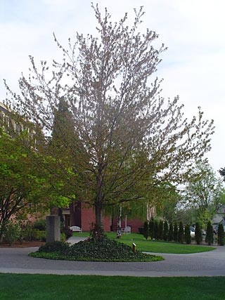 Maple tree near Prentiss Hall