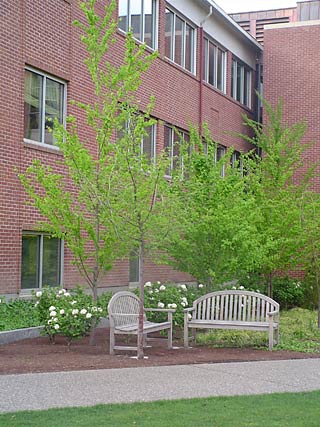 Tree near Balancing Act Sculpture