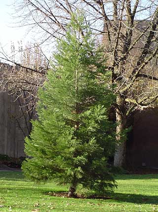 Sequoia near the Fountain of Vibrant Waters