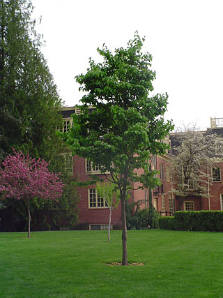 Japanese Lilac Tree