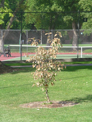 Dogwood tree