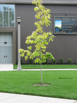 Northern maple in front of Harper Joy Theatre