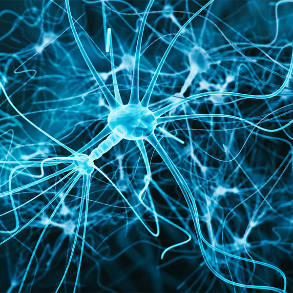 Neurological paths highlighted in a blue hue.