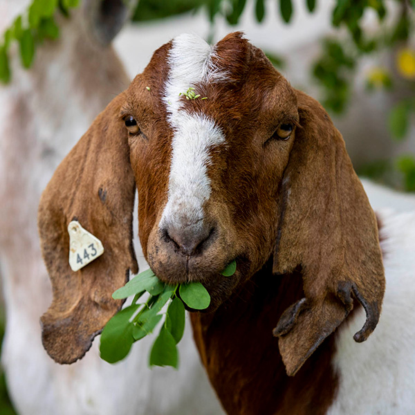 Goat eating some leafs.