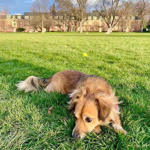 Dog lying in the grass on Ankeny field.