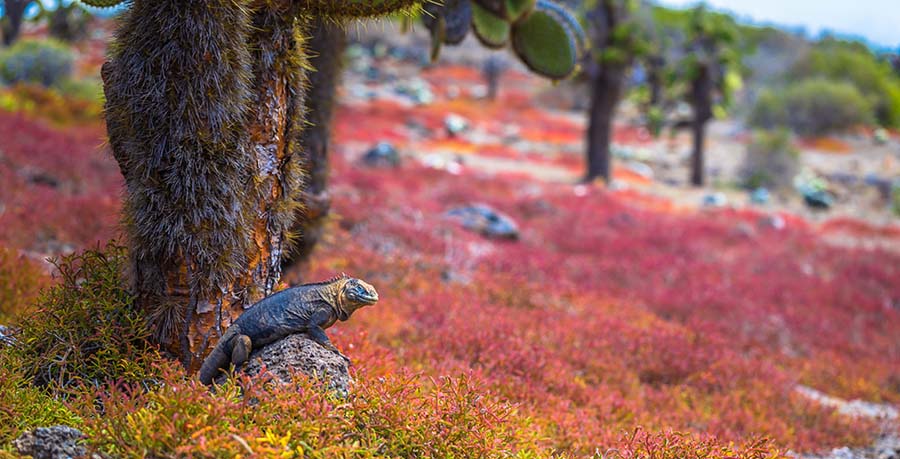 Lizard on Galápagos island.