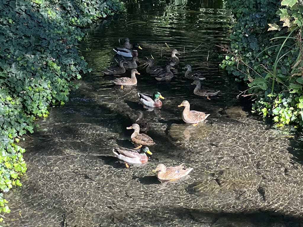 A group of ducks