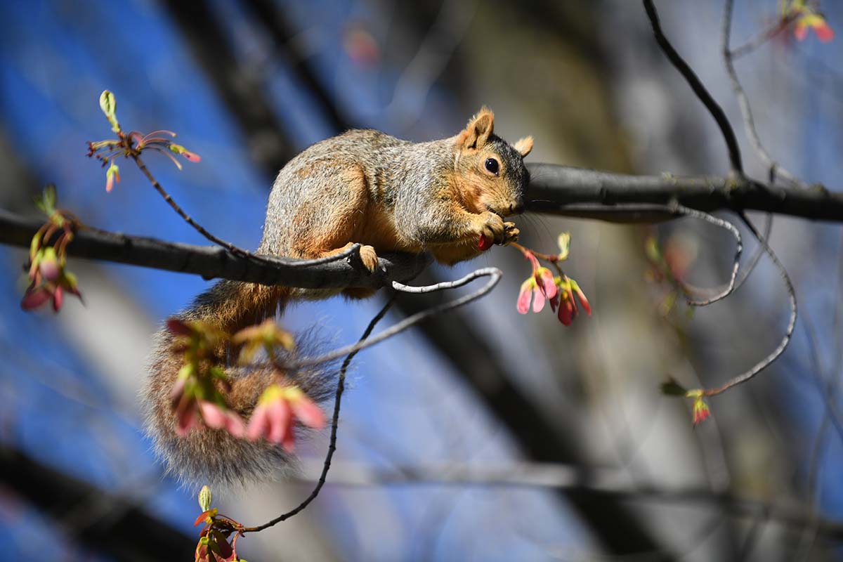 A squirrel in tree.