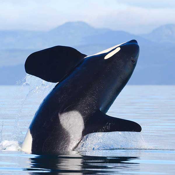 Orca jumping out of the water