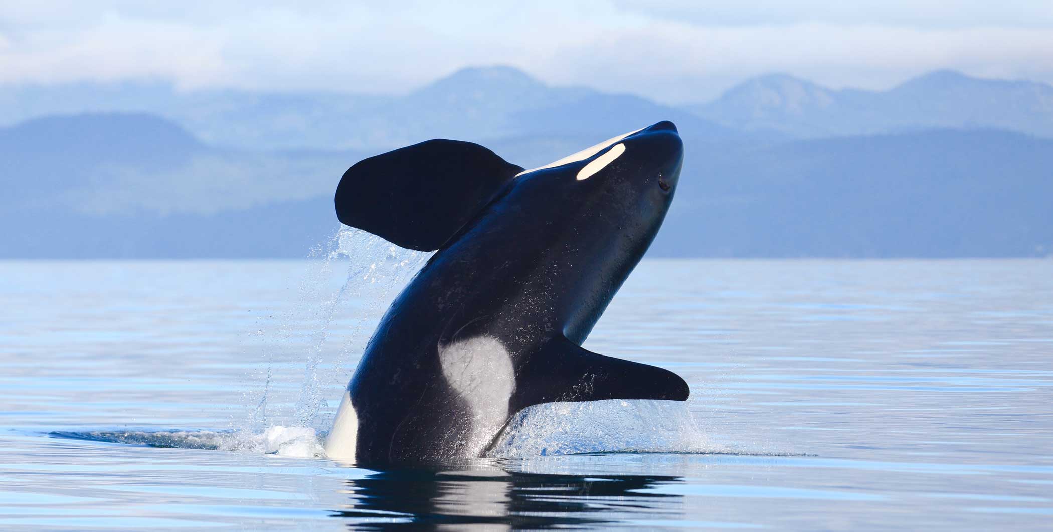 Orca jumping out of water