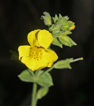 Common yellow monkeyflower (Mimulus guttatus), full-face closeup. 