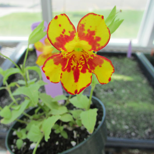 Monkeyflower