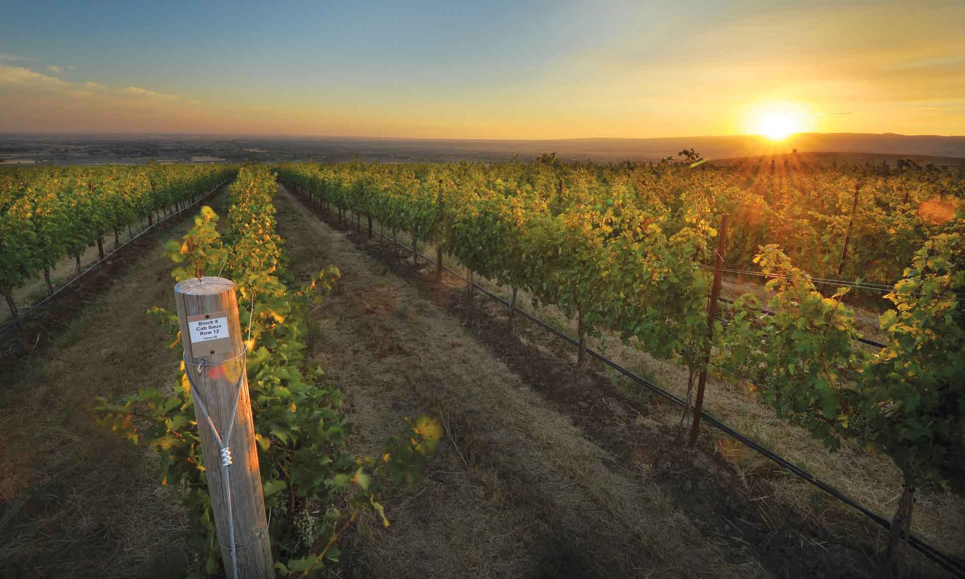 Vineyard at sunset