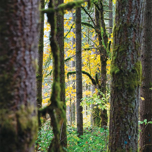 Whitman Alum Family Nurtures a Sustainable Forest in Oregon’s Willamette Valley