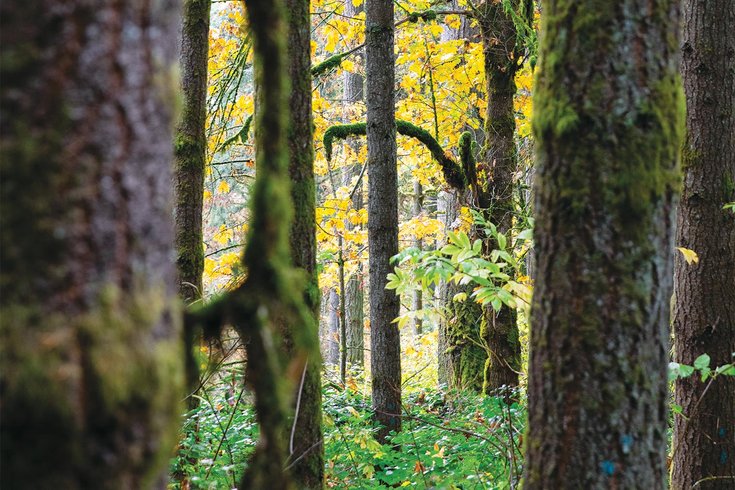 Oregon forest tree trunks up close