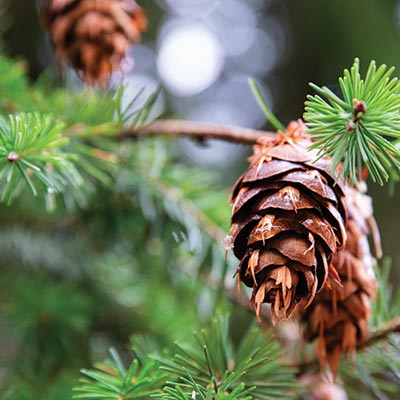 Pine cone