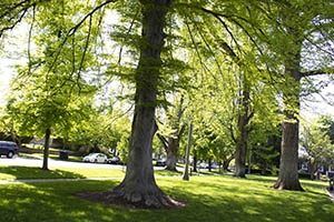 Baker Center Side Lawn