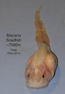 Snailfish in the Mariana Trench
