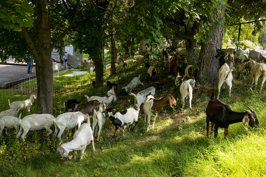 Herd of goats grazing