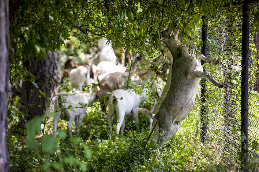 Goats munch on overhanging vegetation