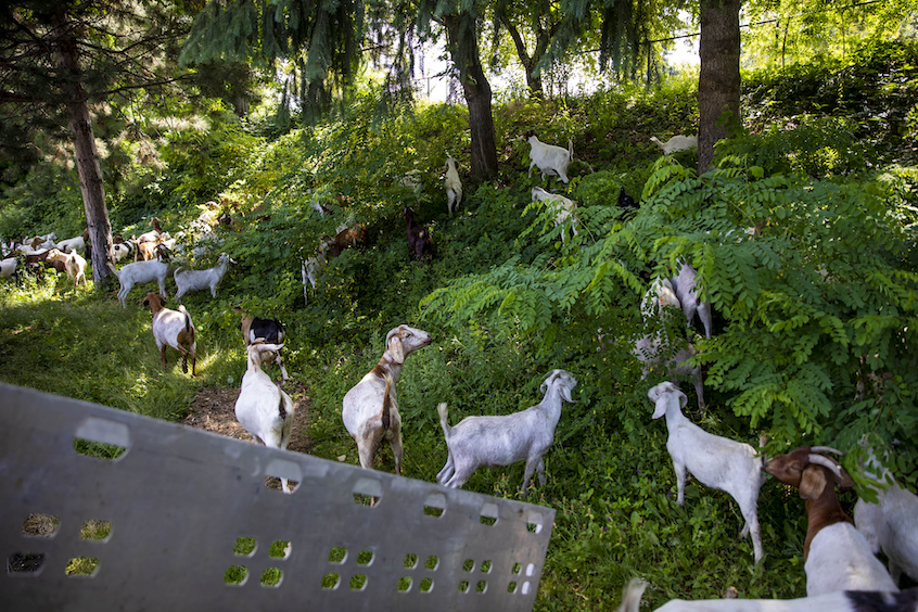 Goats grazing on a slight inclince
