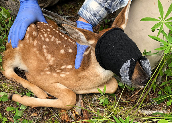 A fawn wears a blindfold while researchers take measurements.