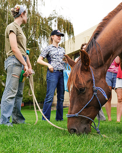 A horse grazing on a lawn with people standing around 