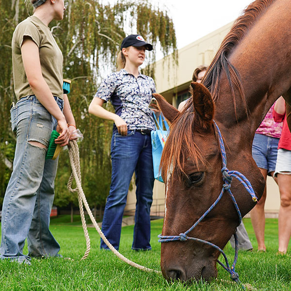 A horse grazes on a lawn while people stand nearby