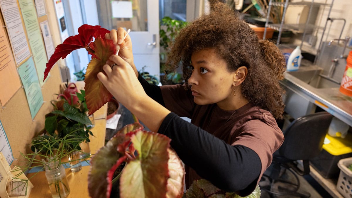 Whitman Biology major Isobel Meroe-Epes ’25 cleans the leaves of a plant before it is donated during the Open Greenhouse on Dec. 6.