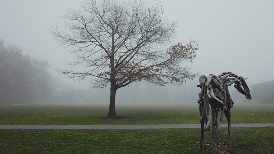 Styx watches over a foggy Ankney Field on a recent December morning.