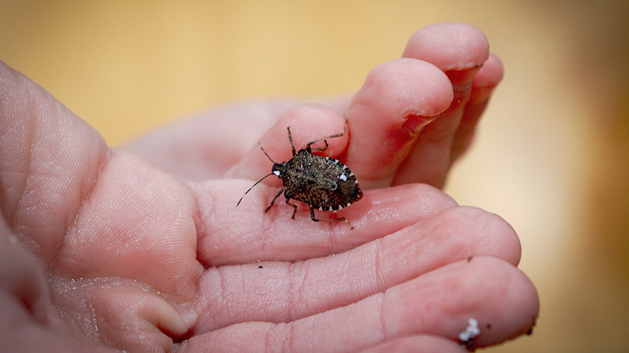 A hand holding a stink bug.