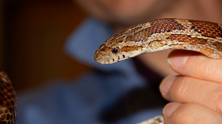 Close up of a snake being held.